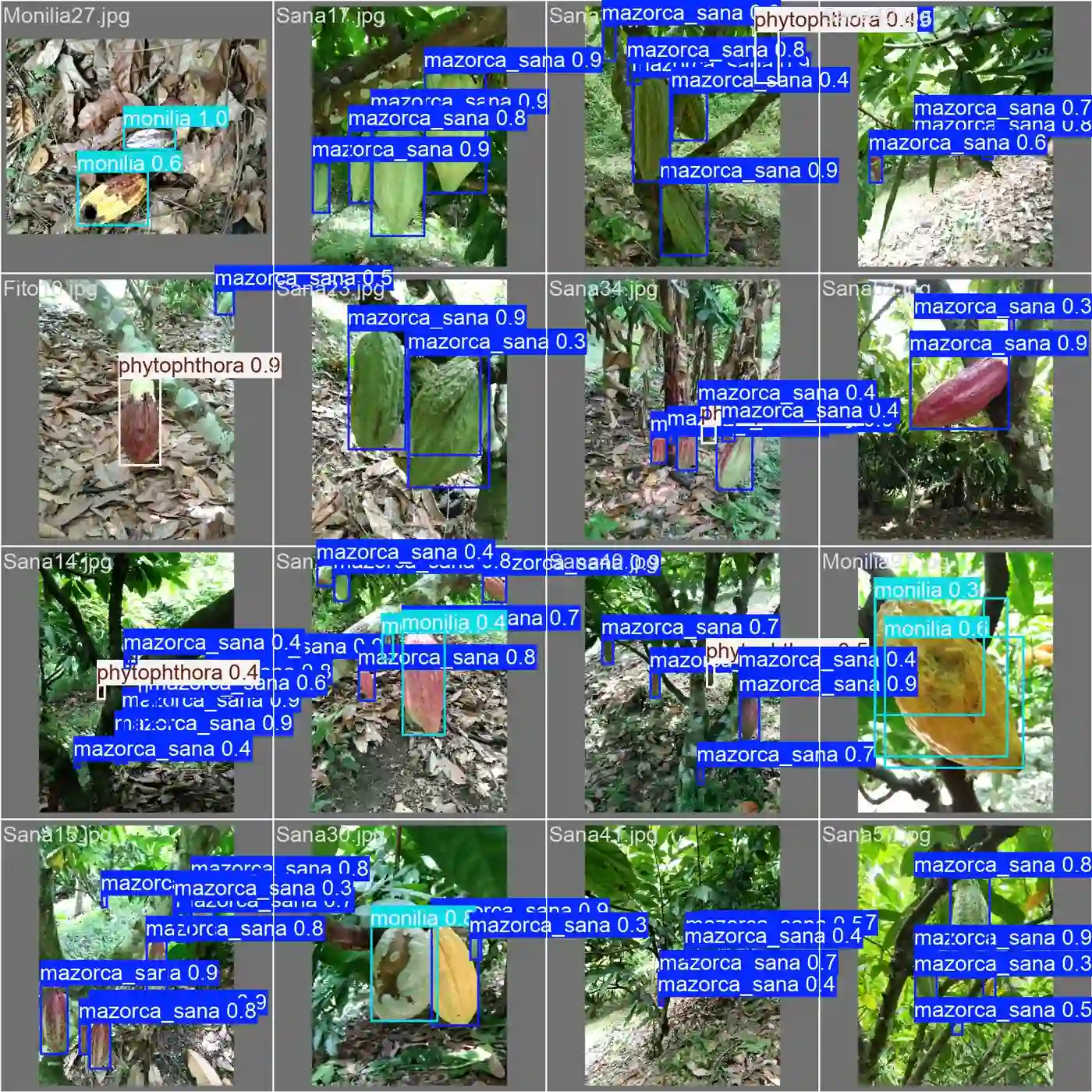 Cacao después